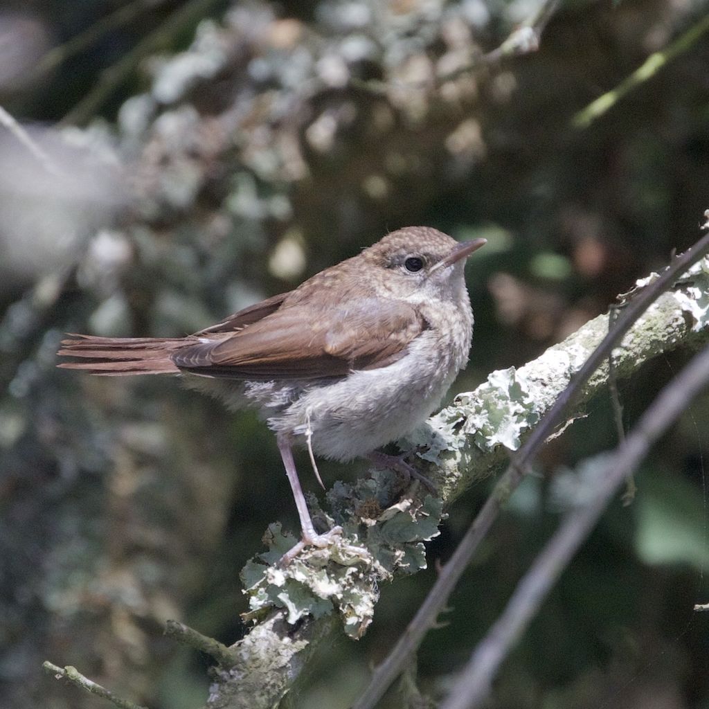 Juvenile Nightingale