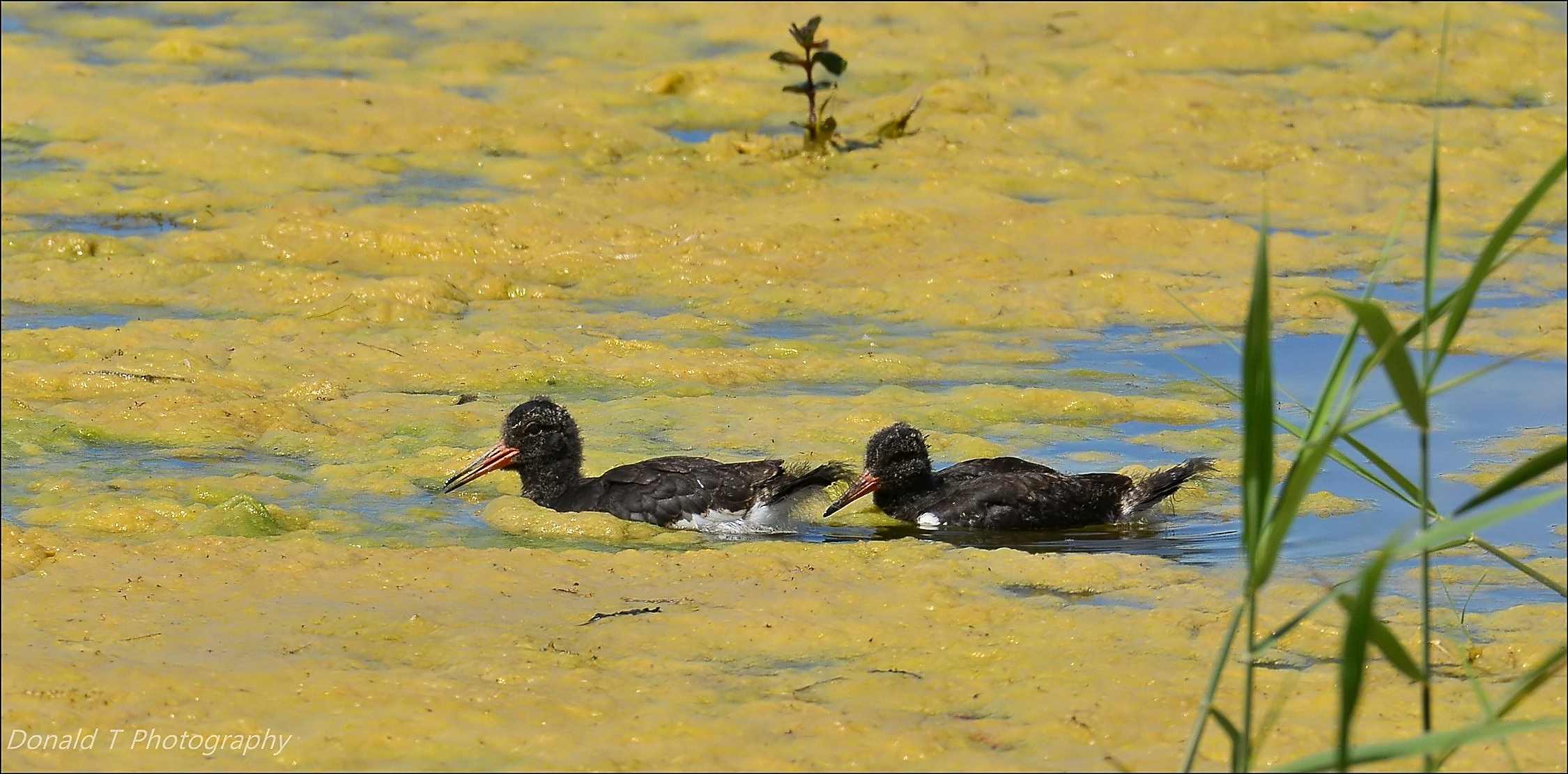 Juvenile Oystercatchers.