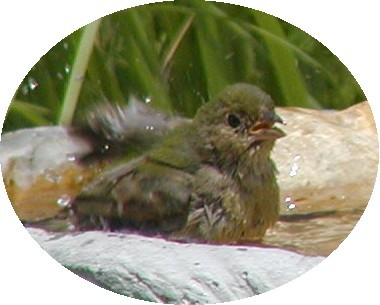 juvenile painted bunting