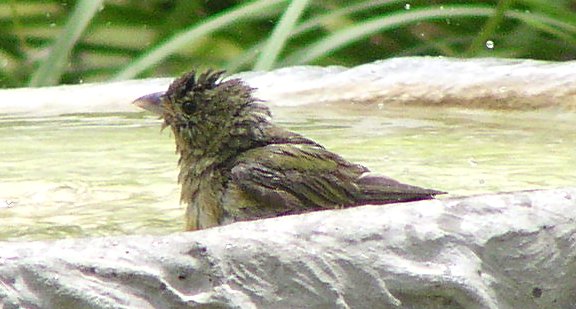 Juvenile Painted Bunting