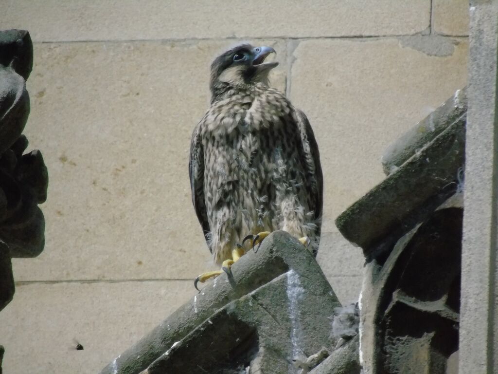Juvenile peregrine at the nest