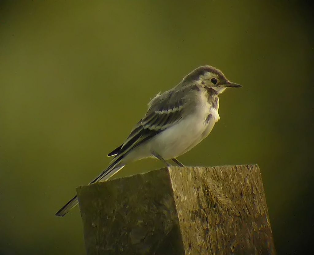 Juvenile Pied Wagtail