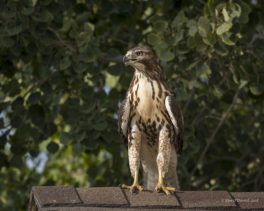 Juvenile Red-tail Hawk in the Neighborhood