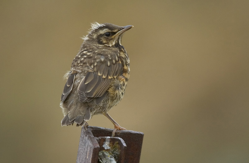 Juvenile Redwing