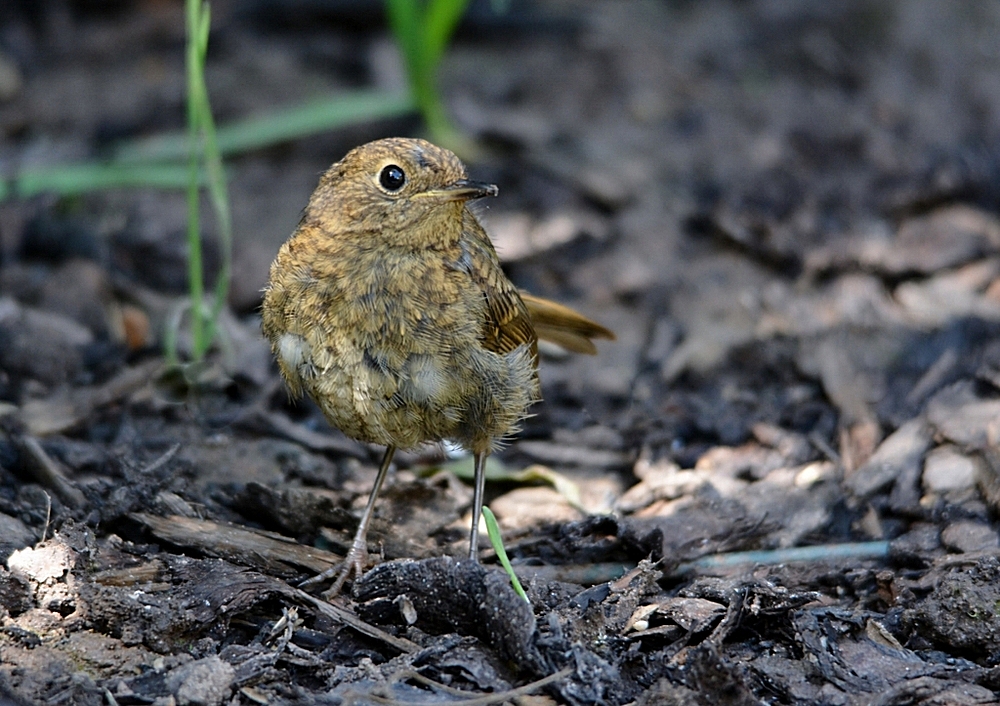 Juvenile Robin in my garden...