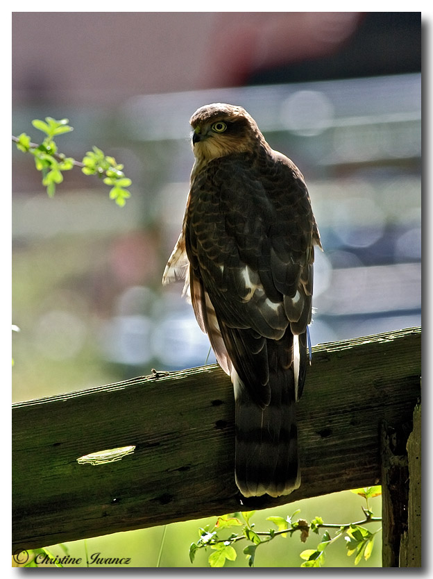 Juvenile Sparrow Hawk