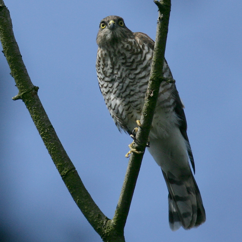 Juvenile Sparrowhawk