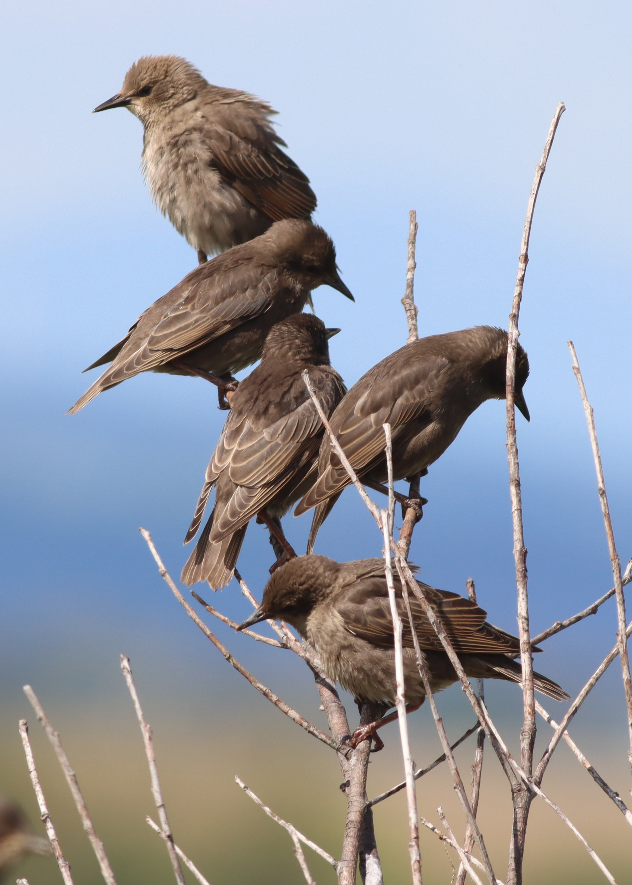 juvenile starlings