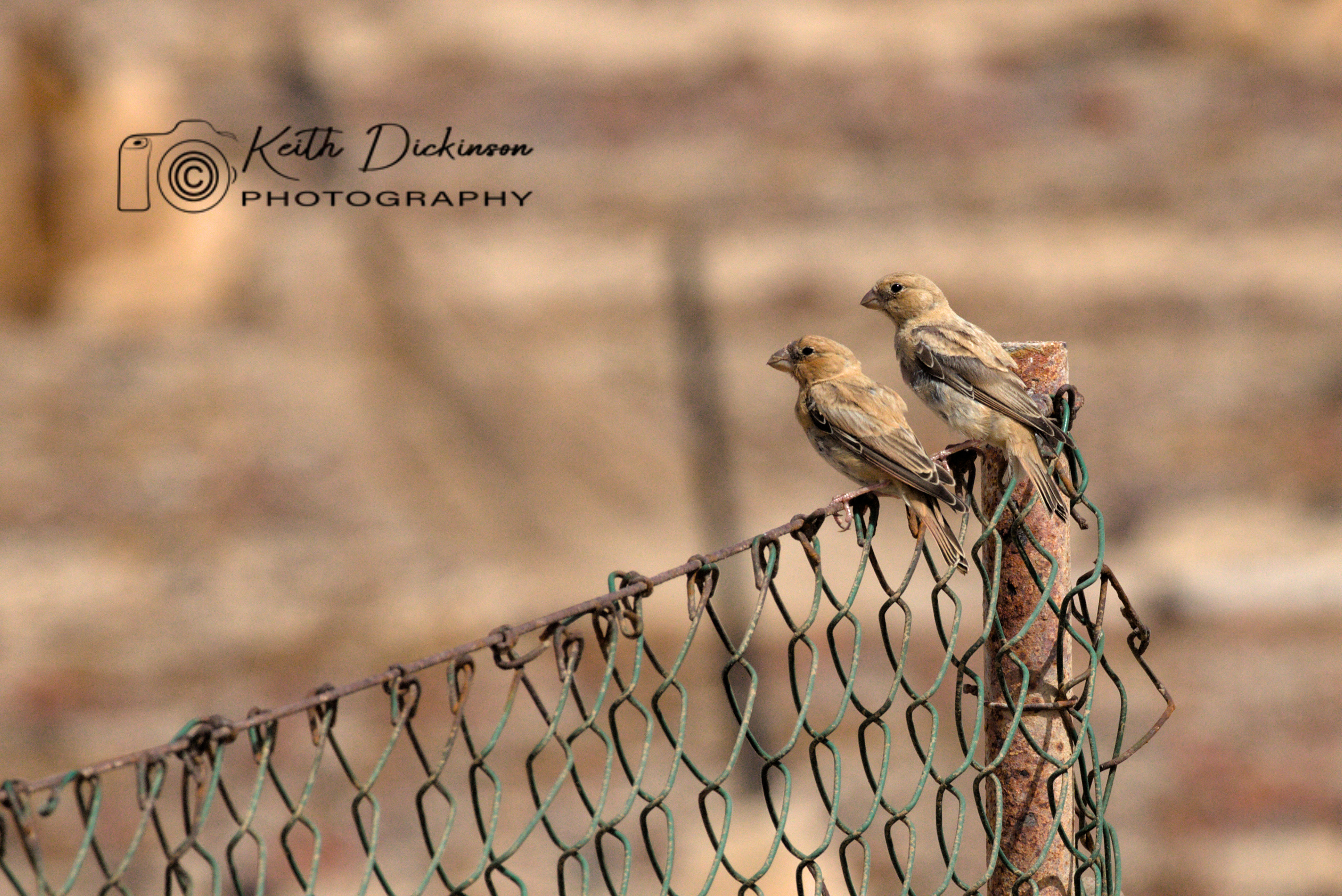 Juvenile Trumpeter finches