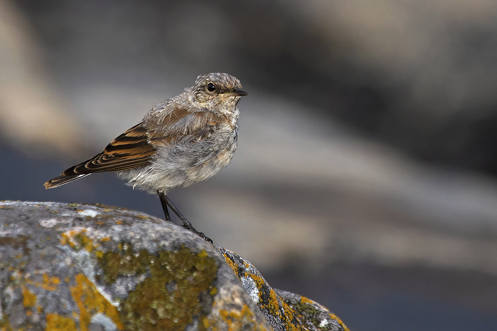 Juvenile Wheatear