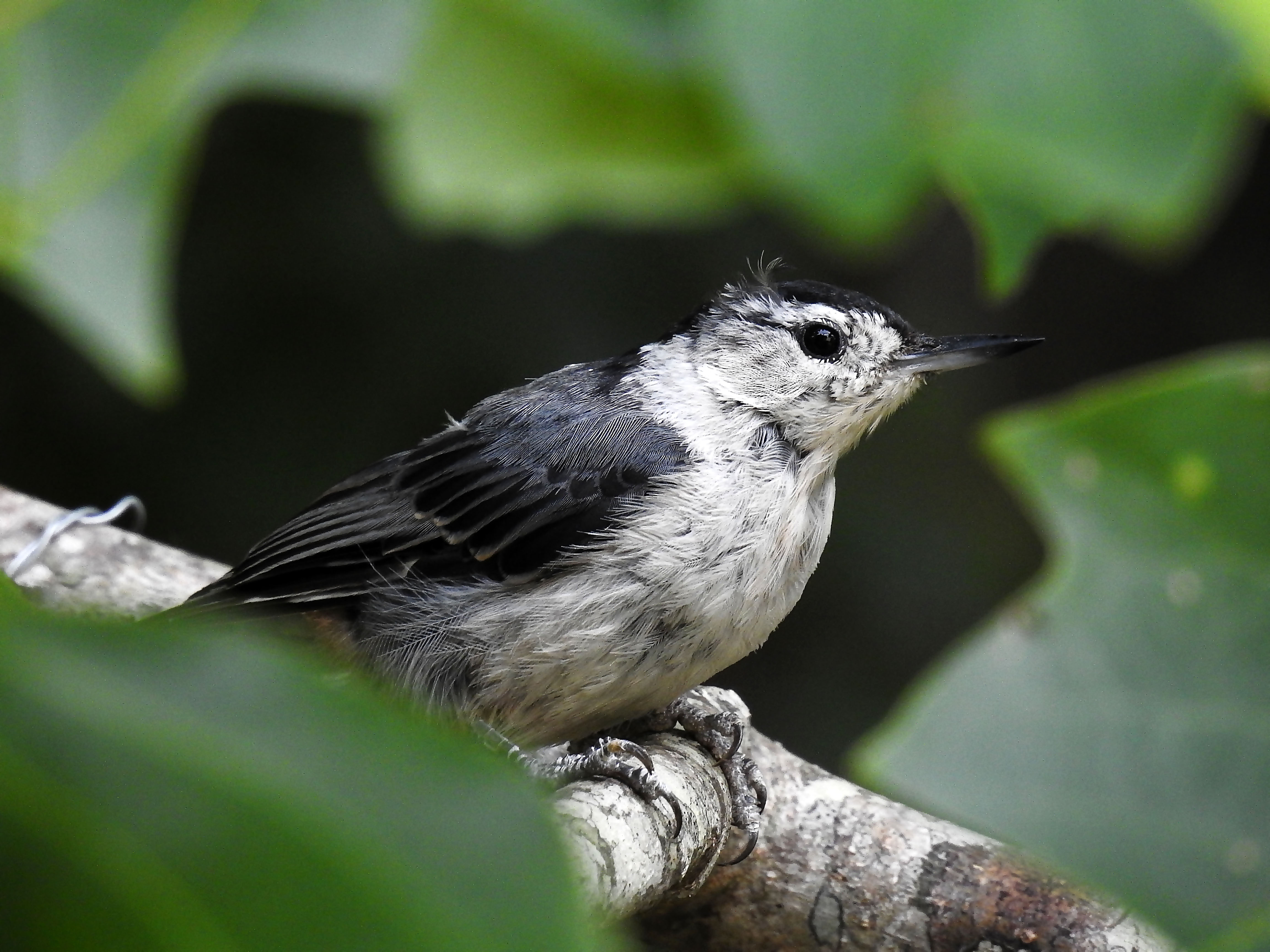 Juvenile White-breasted nuthatch.jpg