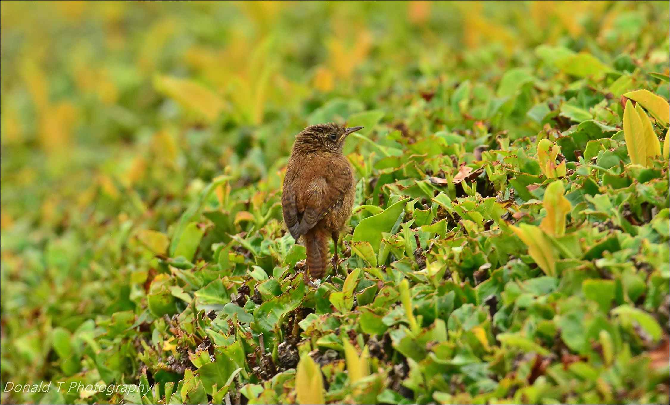 Juvenile Wren 2