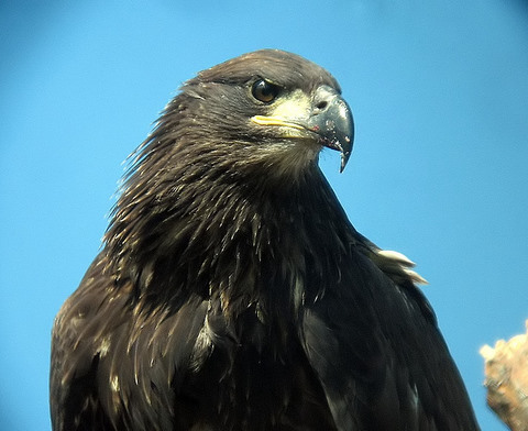 juvenille bald eagle