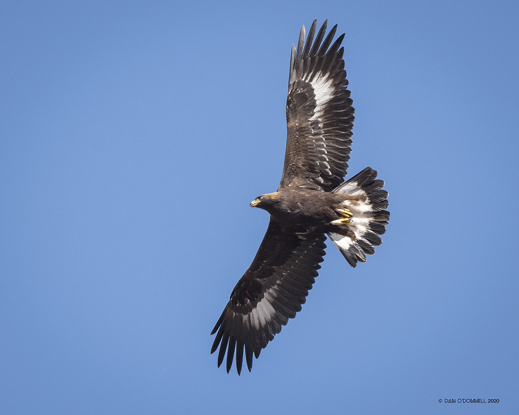 Juvie Golden Eagle in Colorado