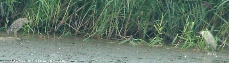 Juvinile and adult Back Capped Night Heron