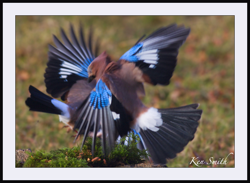 Kaleidoscope of Motion. (JAYS)