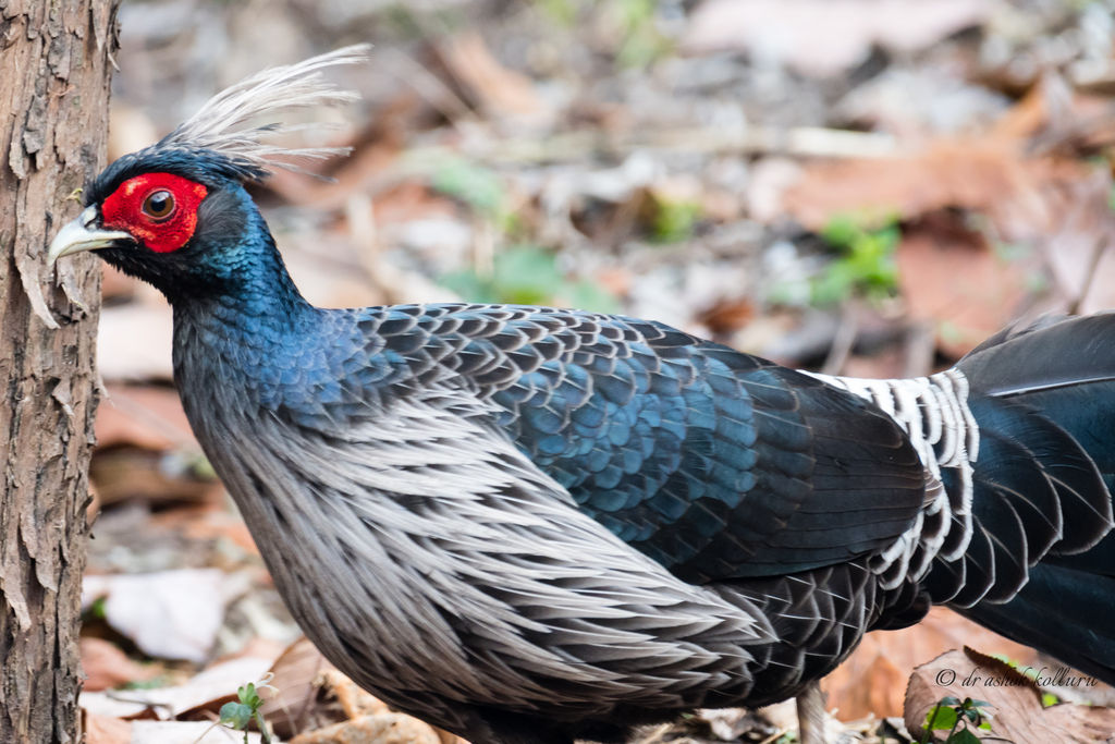 Kalij Pheasant Male