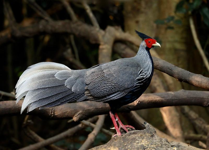 Kalij Pheasant