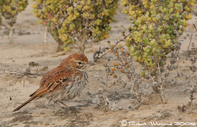 Karoo Lark - DB*