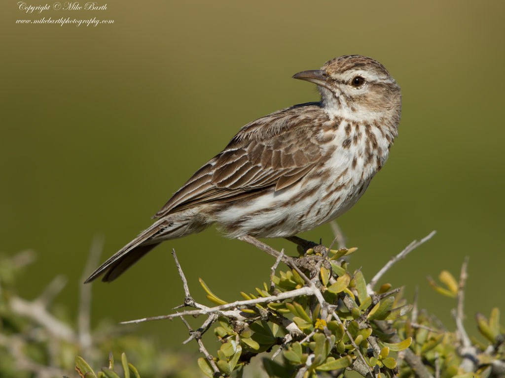 Karoo Lark