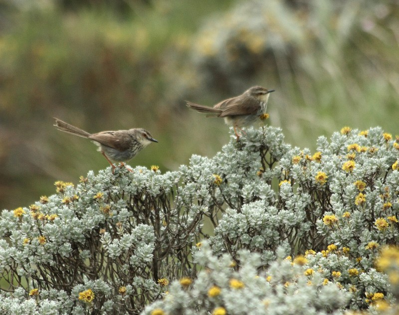 Karoo Prinia pair