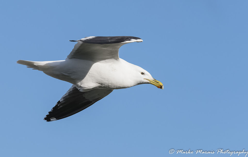 Kelp Gull