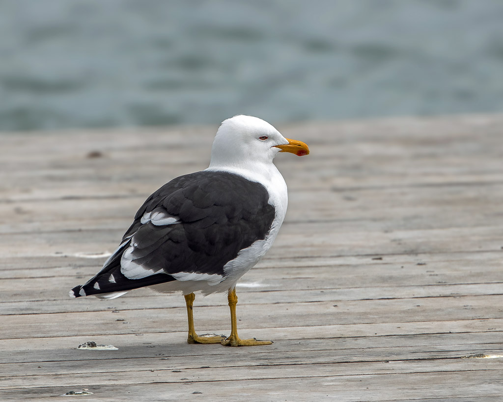 Kelp Gull