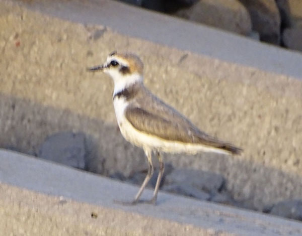 Kentish Plover