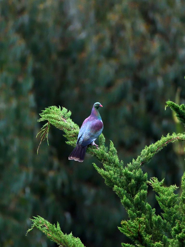 Kereru