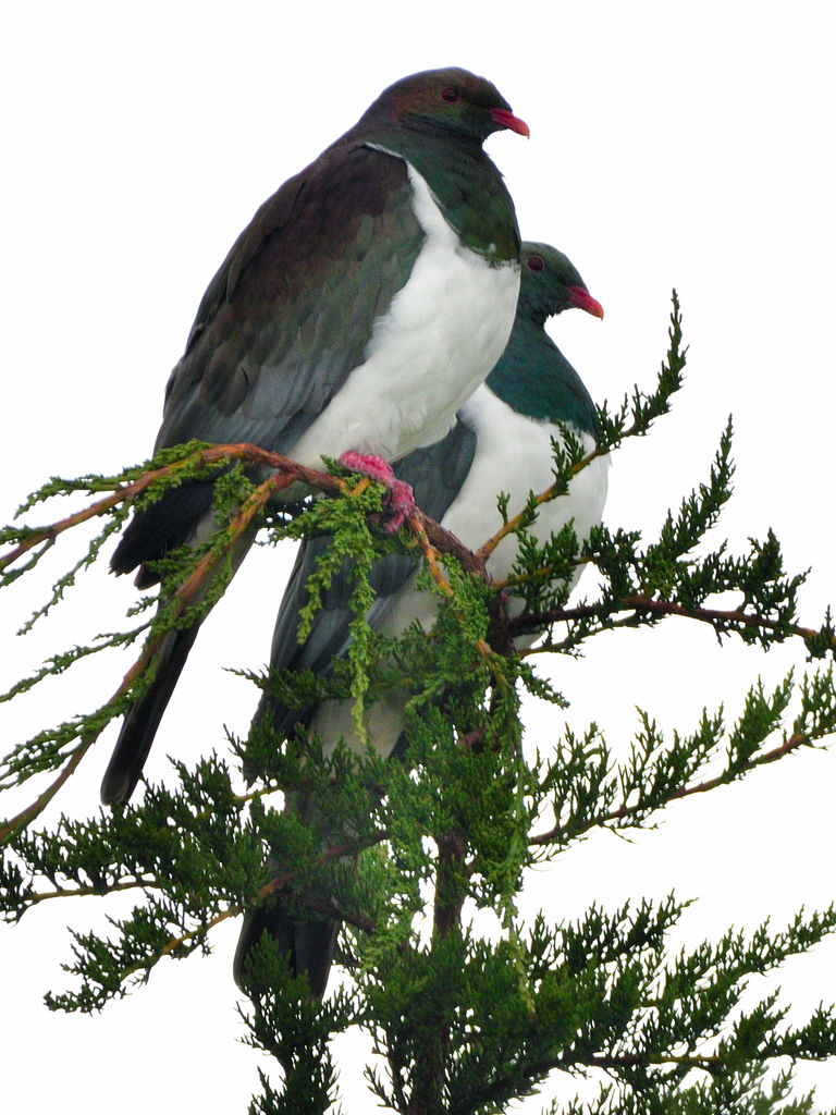 Kereru