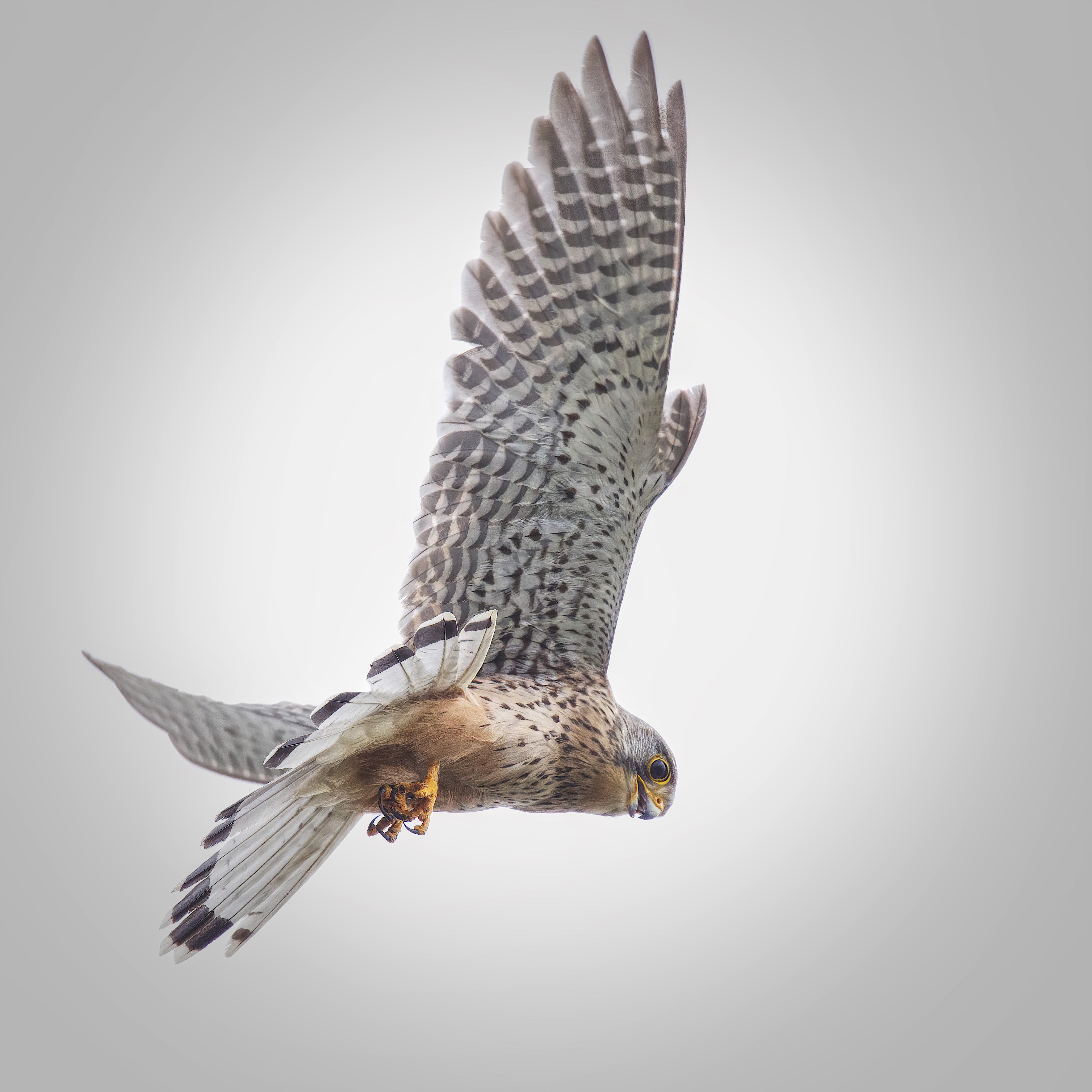 kestrel 2