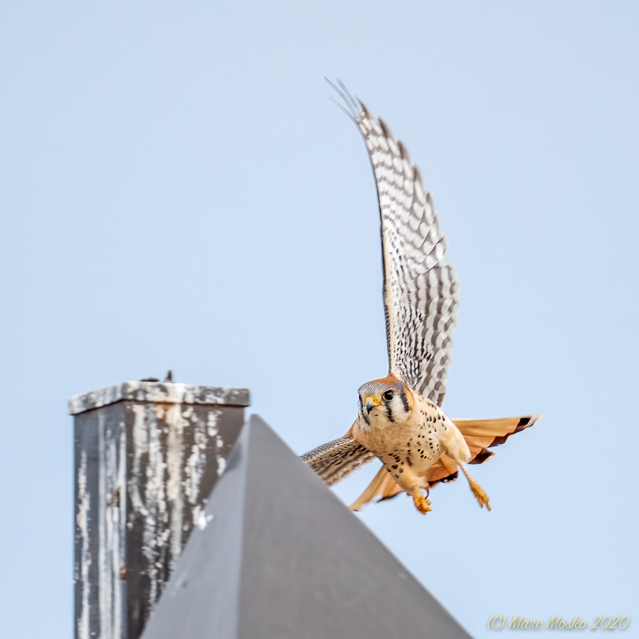 Kestrel coming in for a landing