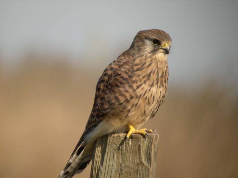 Kestrel(common)