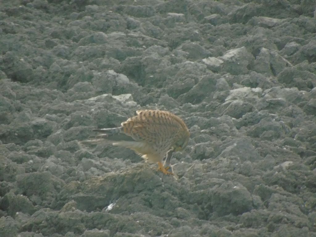 Kestrel, eating something