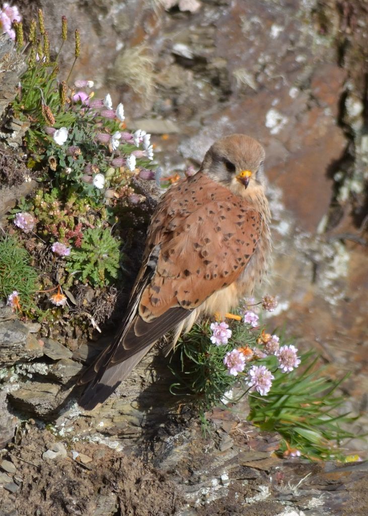 Kestrel in the Sun