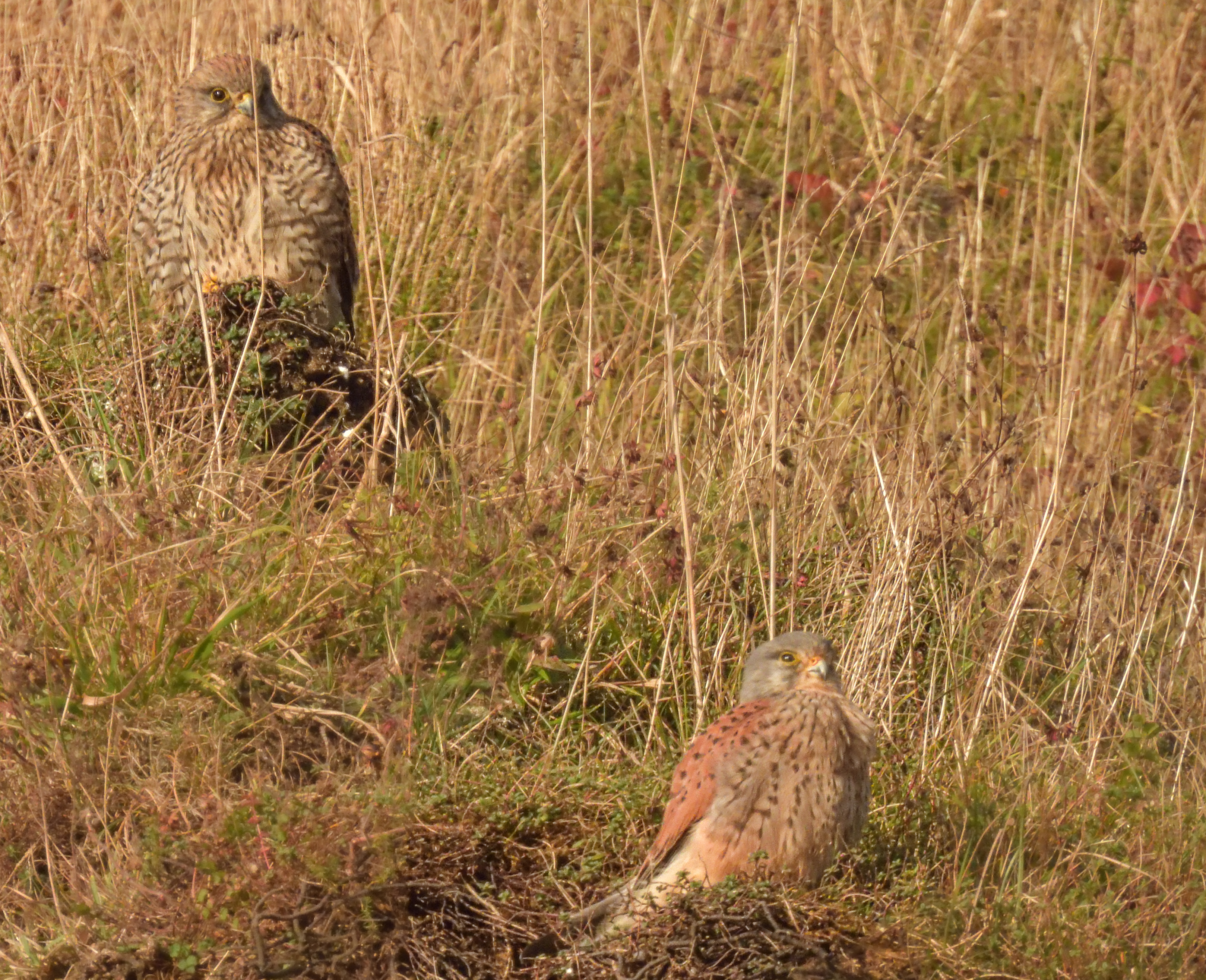 Kestrel Pair