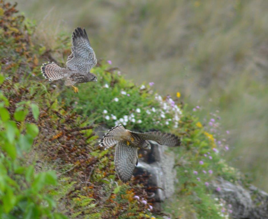 Kestrel x2