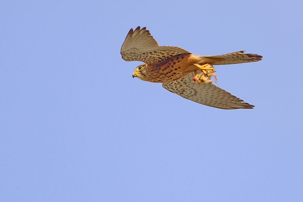 Kestrel
