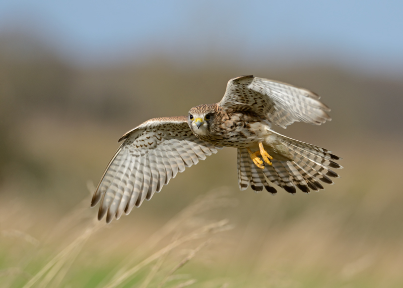 Kestrel