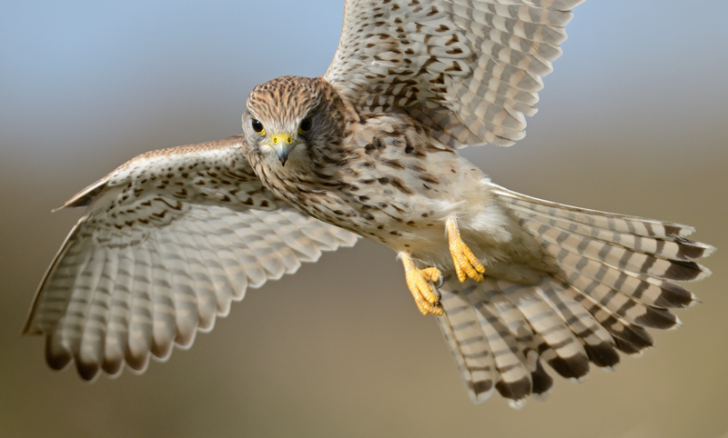 Kestrel