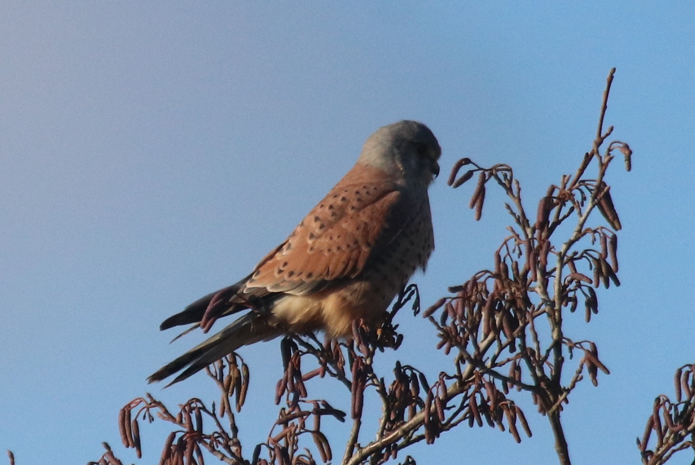 Kestrel