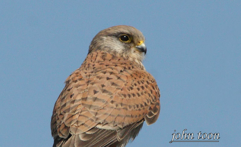 kestrel