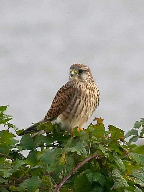 Kestrel