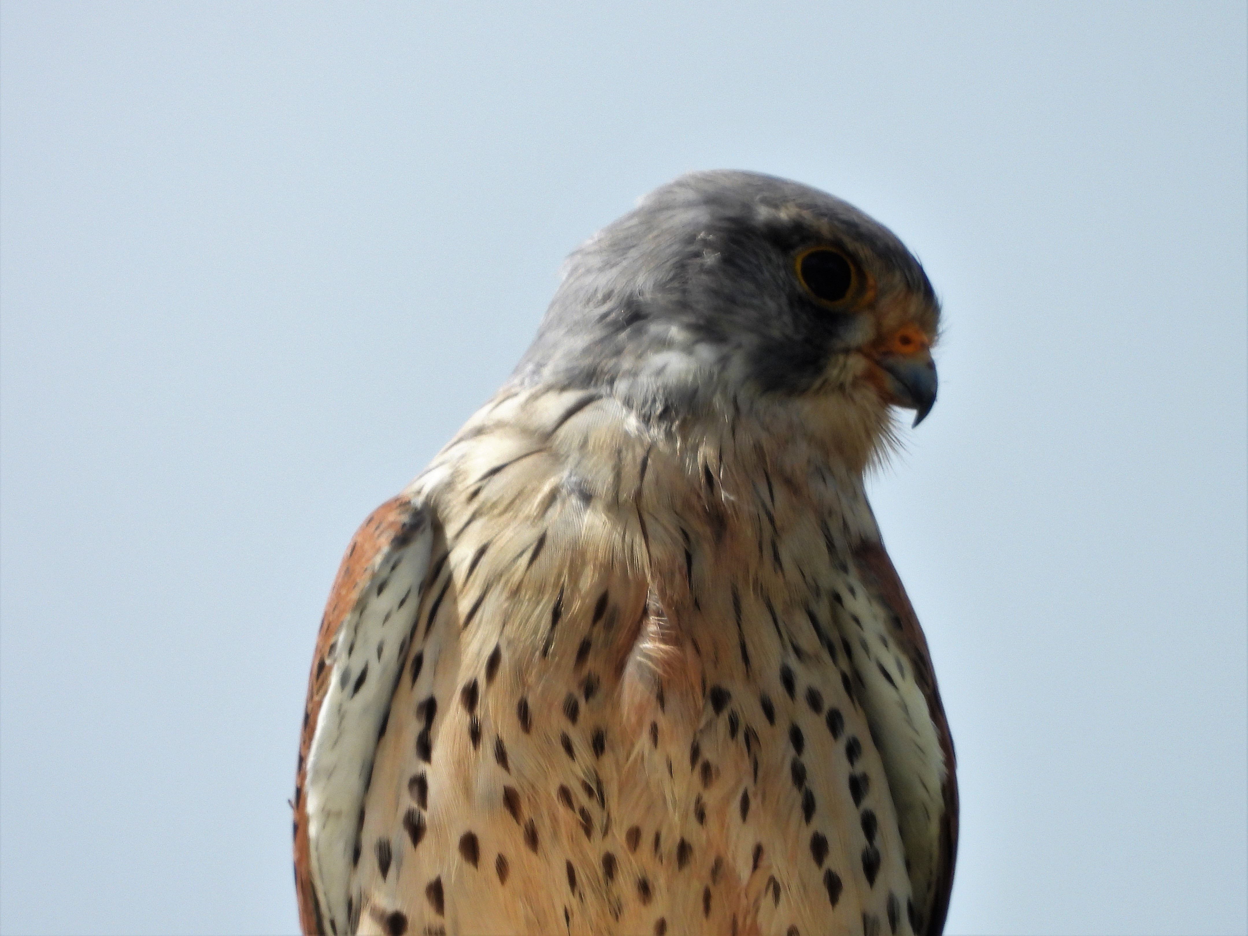 Kestrel