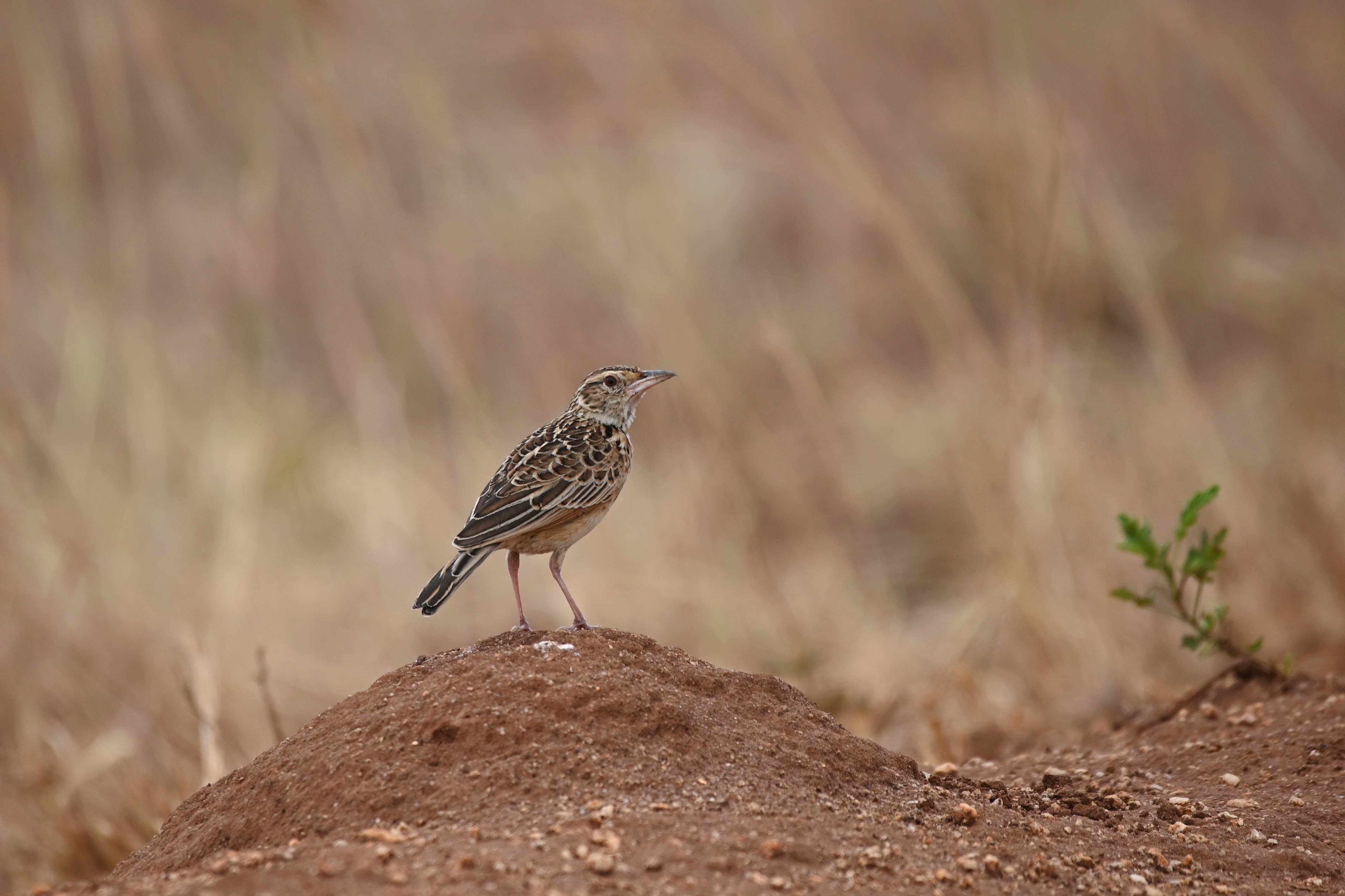 Kidepo Lark