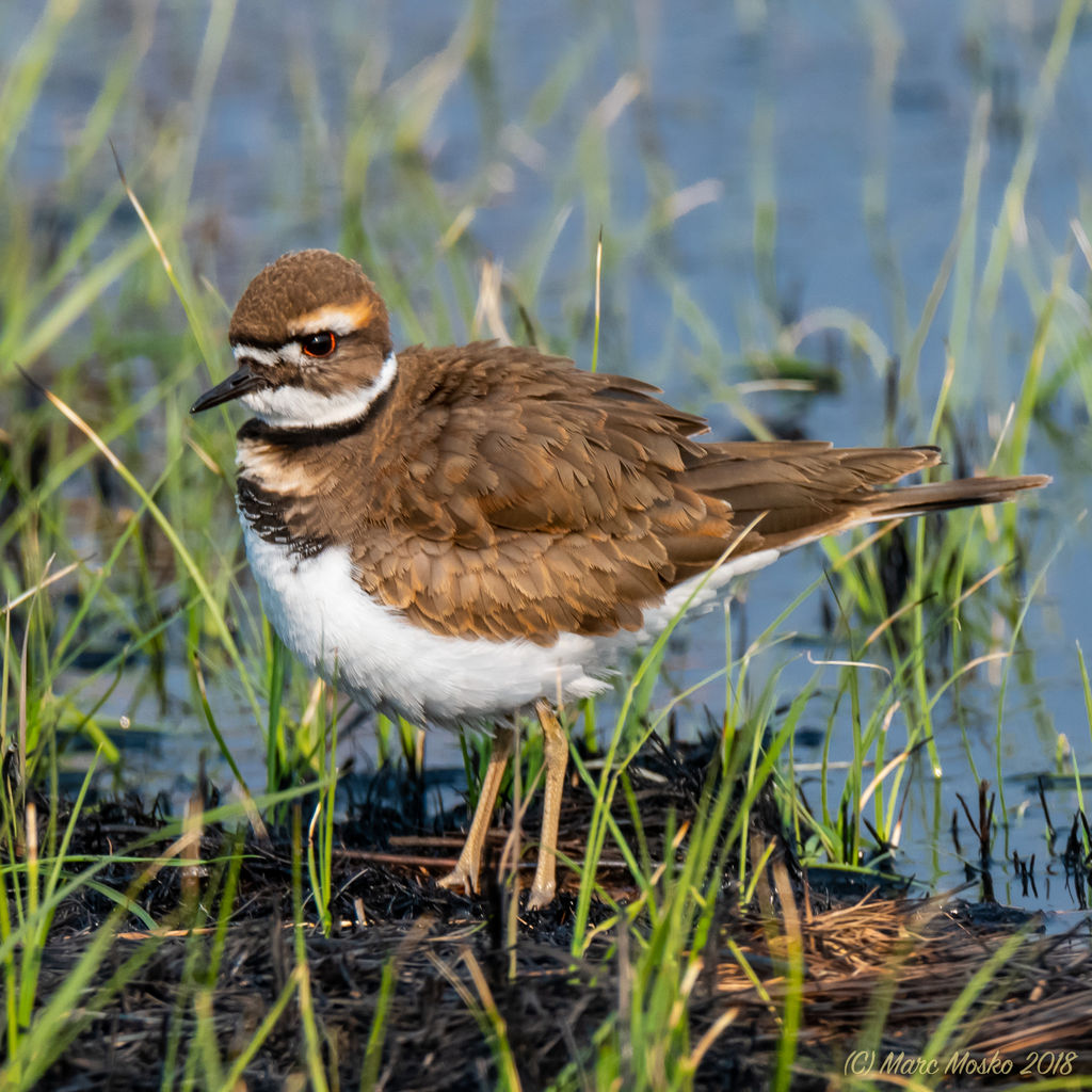 Killdeer ruffling his feathers