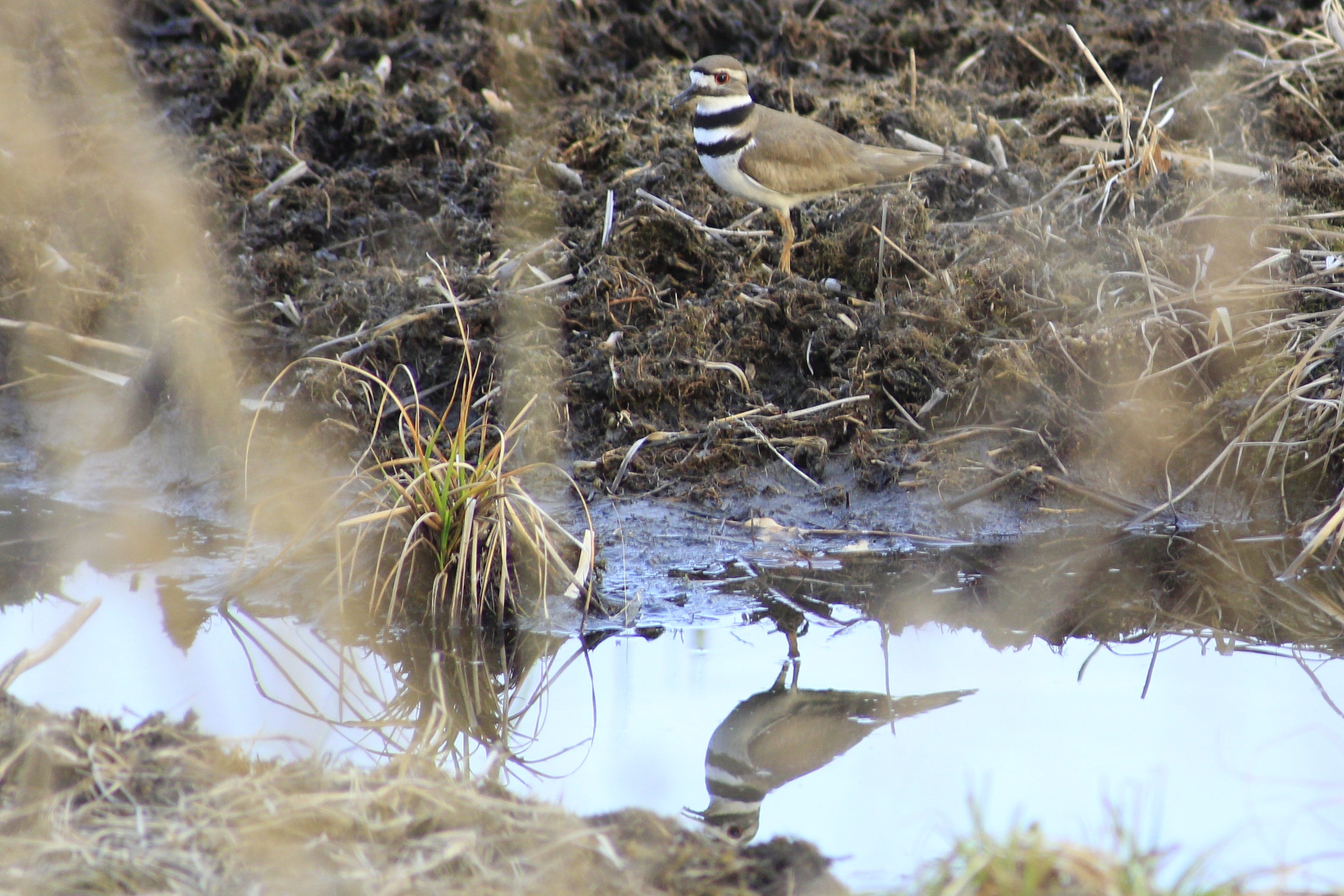 Killdeer x 2