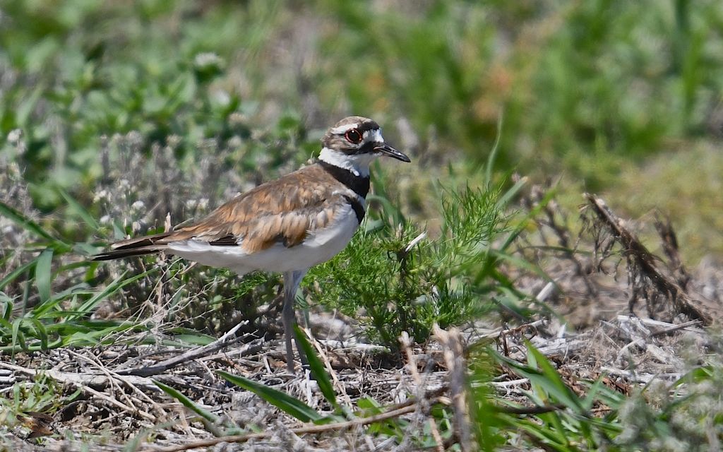 Killdeer