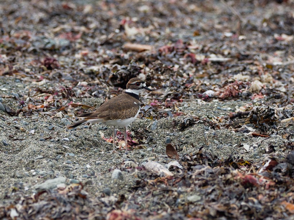 Killdeer