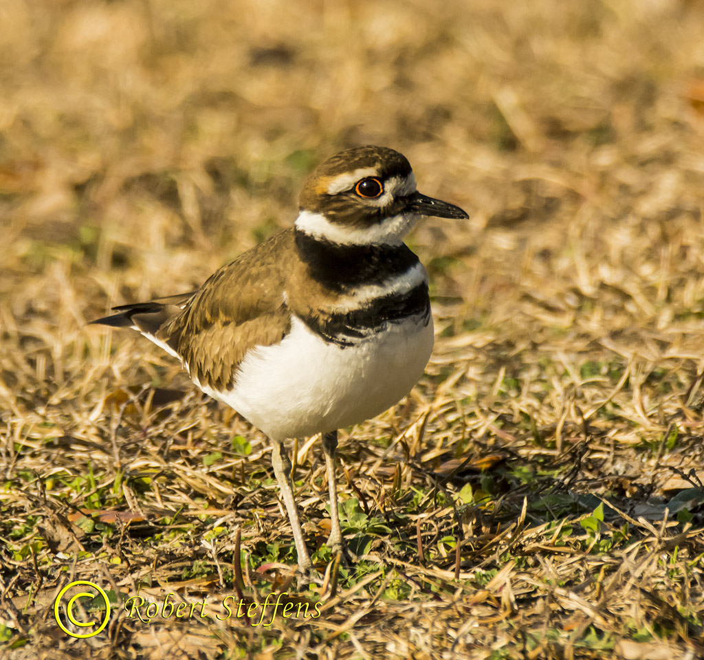 Killdeer